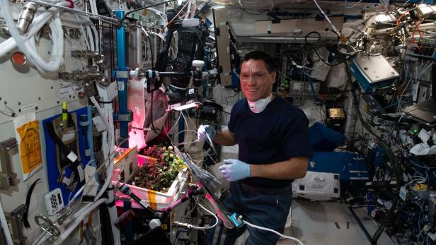 NASA-Astronaut Frank Rubio kümmert sich um die Tomatenpflanze der XROOTS-Studie