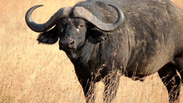 In Australien werden zum Wohle der Natur verwilderte Büffel getrackt.