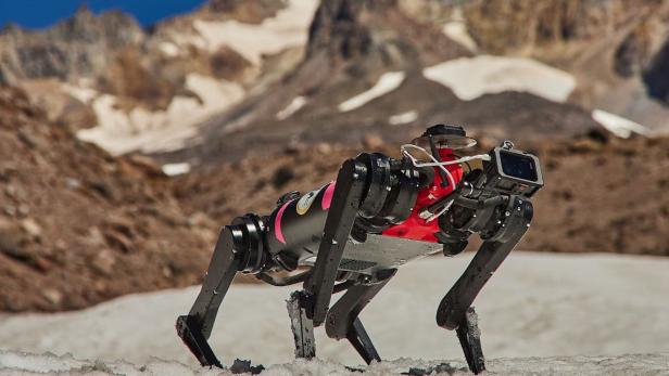 Beim Projekt LASSIE wird ein Roboterhund in Schnee und Sand getestet