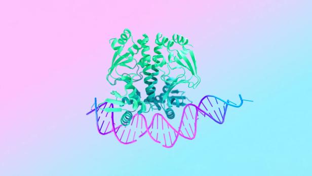 Mit AlphaFold 3 kann man Strukturen von DNA berechnen und ihr Verhalten simulieren