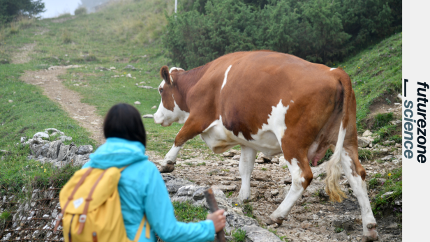 Ein smartes Kuh-Halsband soll es Wanderern erlauben, Kühe wegzuschicken 
