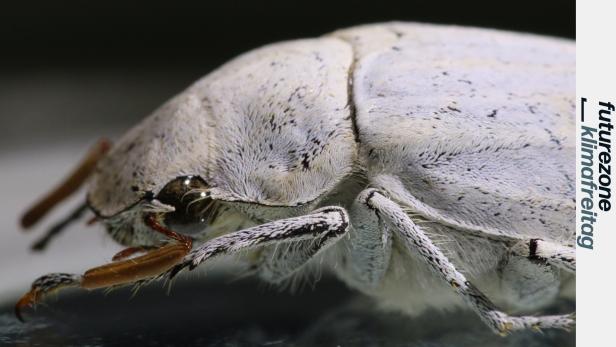Der Cyphochilus Käfer hat eine Nanostruktur auf seinem Chitin-Panzer, der Licht in allen Farben streut und dadurch weiß erscheint