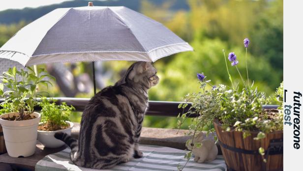 Eine graugefleckte Katze sitzt unter einem kleinen Sonnenschirm.