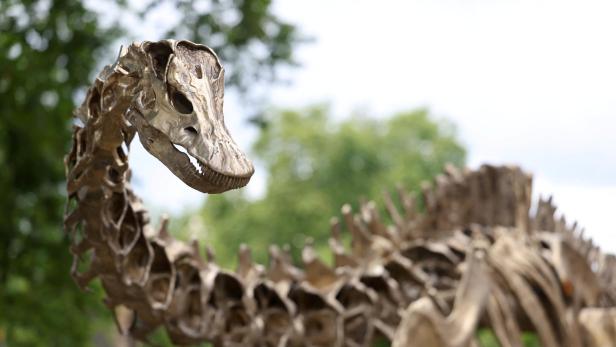 Replica dinosaur skeleton unveiled in newly completed Nature Discovery Garden at Natural History Museum in London