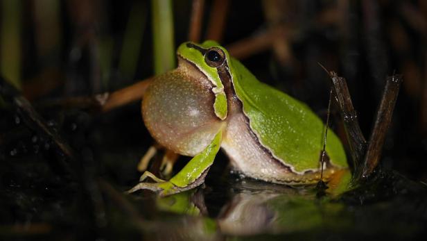 Ein Laubfrosch - /