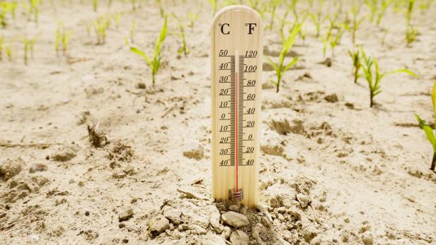 Ein Thermometer steckt in trockenem, rissigem Boden auf einem Feld mit spärlich wachsenden jungen Pflanzen.