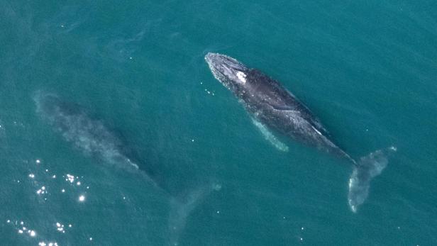 BRAZIL-ENVIRONMENT-HUMPBACK-WHALE