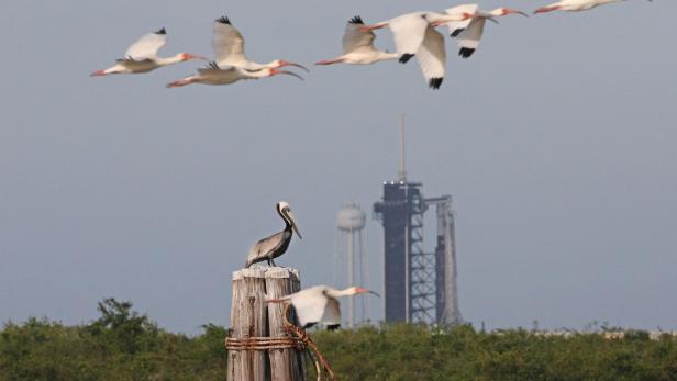 Experten warnen: SpaceX-Raketen könnten Seevögel "verdampfen" Experten warnen: SpaceX-Raketen könnten Seevögel "verdampfen"