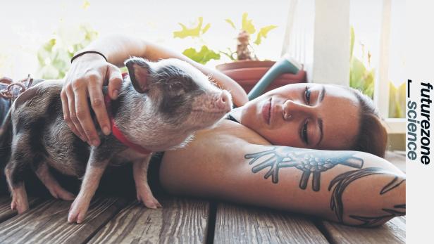 Um die Sicherheit von Kosmetik für unsere Haut zu gewährleisten, leiden bis heute viele Tiere – oft verwendet man Schweine als Versuchstiere. Um die Sicherheit von Kosmetik für unsere Haut zu gewährleisten, leiden bis heute viele Tiere – oft verwendet man Schweine als Versuchstiere.