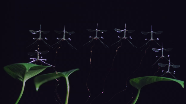 Die RoboBee kann von Blättern starten und landen. Fotomontage der RoboBee zwischen zwei Blättern vor dunklem Hintergrund