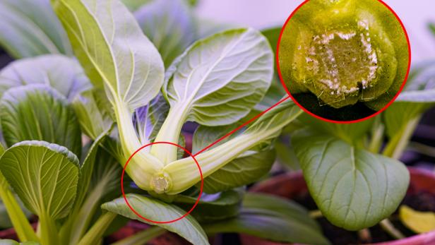 Die Mikronadeln aus Seidenprotein lösen sich mit der Zeit auf.