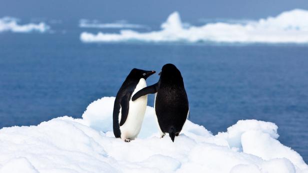 Pinguin-Scheiße hilft, die Antarktis zu kühlen Pinguin-Scheiße hilft, die Antarktis zu kühlen