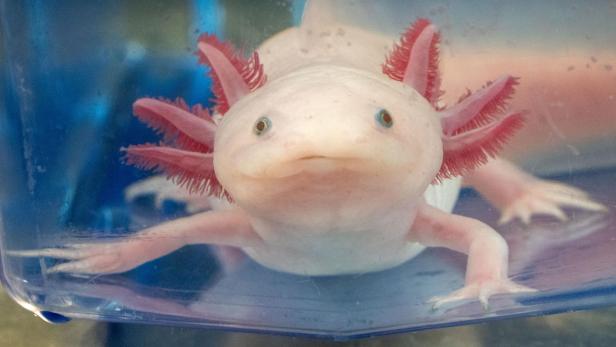 ++ THEMENBILD ++ AXOLOTL / FORSCHUNG / BIOLOGIE ++ THEMENBILD ++ AXOLOTL / FORSCHUNG / BIOLOGIE