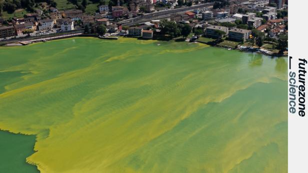 Ein Bakterienteppich färbte den schweizerischen Luganosee 2023 grün. Ein Bakterienteppich färbte den schweizerischen Luganosee 2023 grün.