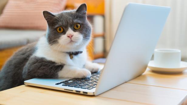 Eine grau-weiße Katze sitzt vor einem Laptop auf einem Tisch.
