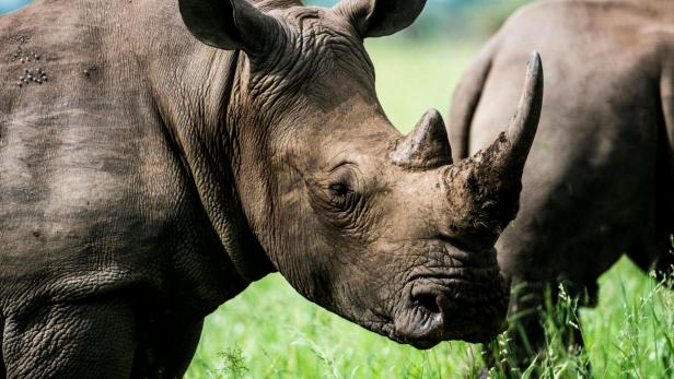 Symbolbild Nashorn Symbolbild Nashorn