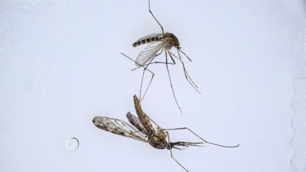 In Brasilien werden die gefährlichen Insekten jetzt mit ihresgleichen bekämpft. In Brasilien werden die gefährlichen Insekten jetzt mit ihresgleichen bekämpft.