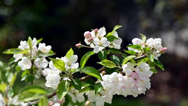 Ein blühender Apfelbaum-Ast.