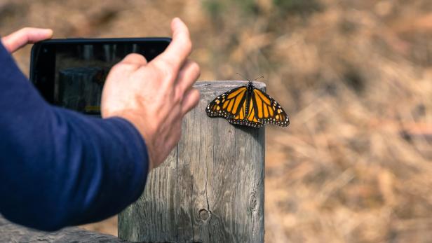 Jemand macht mit dem Smartphone ein Foto von einem Monarchfalter.