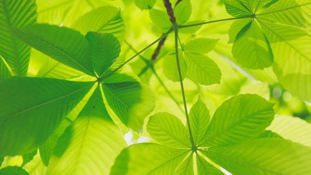 Zu sehen ist ein Ast mit Blättern, die Photosynthese symbolisieren sollen.