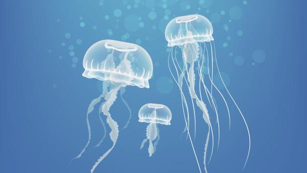 Drei Quallen schweben im blauen Wasser.