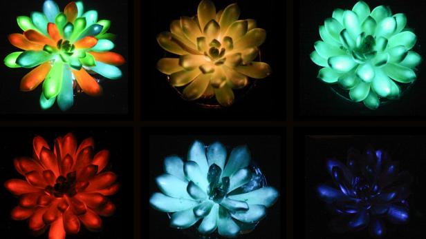 Bunt leuchtende Sukkulenten im Dunkeln.