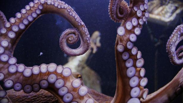 Die Tentakel eines Oktopus mit Saugnäpfen im dunklen Wasser.