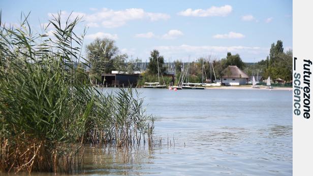 Schilf wächst am Ufer eines Sees, im Hintergrund Boote und Häuser bei sonnigem Wetter.