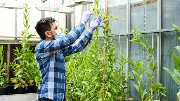Ein Mitarbeiter von Genomines untersucht in einem Gewächshaus genetisch veränderte Margeriten, die zur Nickelgewinnung durch Phytomining eingesetzt werden.