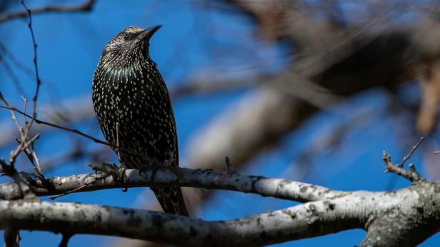 Ein Star auf einem Birkenast vor blauem Himmel