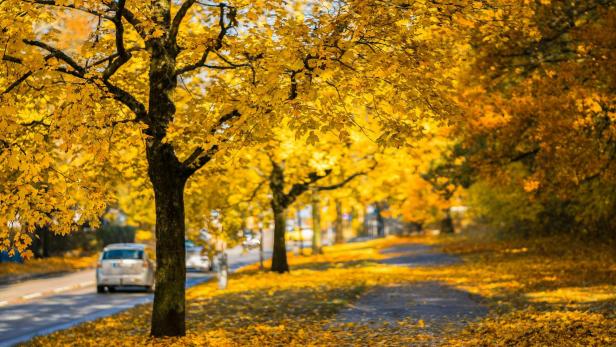 Herbstliche Stimmung, Laub auf der Straße