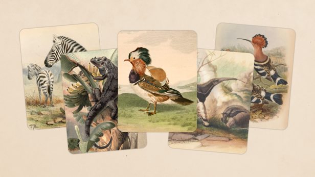 Screenshots von "Art of Fauna"