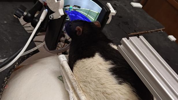 Ratte steuert mit VR-Setup ein Videospiel auf einem gebogenen Bildschirm.