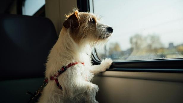 Ein kleiner Hund mit Geschirr schaut aus dem Fenster eines Zuges.