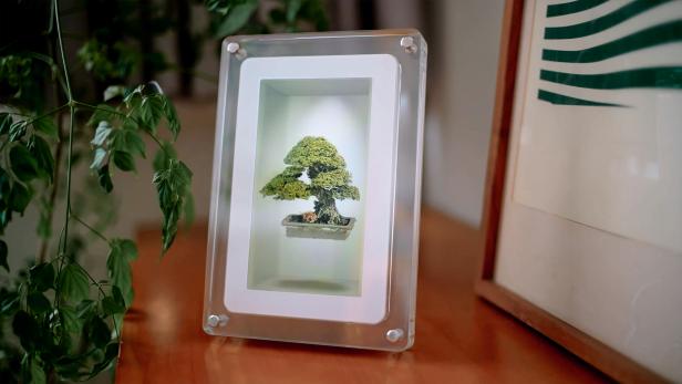 Digitaler Bilderrahmen zeigt ein Hologramm eines Bonsai