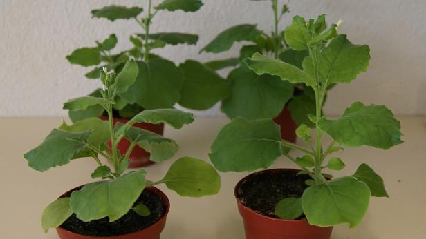vier Nicotiana benthamiana in Töpfen
