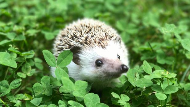 Igel