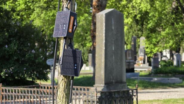 Sensorgeräte mit Solarpanels an einem Baum im Zentralfriedhof, im Hintergrund Grabsteine.