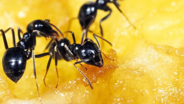 Ameisen, meist die kleinen Pharaoameisen, kommen im Sommer zur Futtersuche ins Haus. Das gelingt ihnen nicht, wenn Schlupflöcher mit Klebeband verschlossen werden.