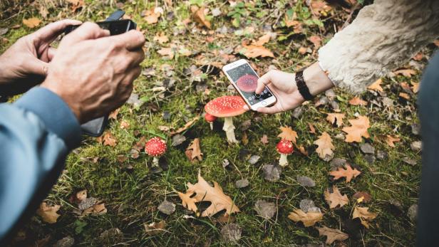 zwei Leute fotografieren Fliegenpilze mit ihrem Smartphone