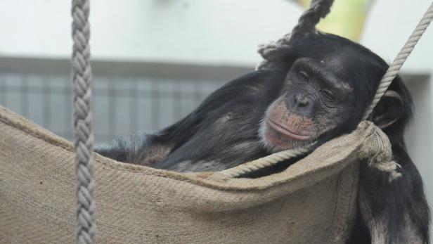 Streit um Patente auf Schimpansen