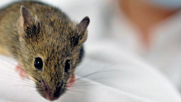 Ratten und Mäusen soll der Labortod erspart werden