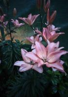 Akzeptables Nachtfoto.