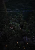 Nicht akzeptables Nachtfoto.