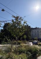 Eine Straße in einer Stadt mit einem Baum und einem blauen Auto.