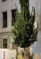 Ein Baum vor einem Gebäude mit einem Lieferwagen und einem Verkehrsschild im Vordergrund.