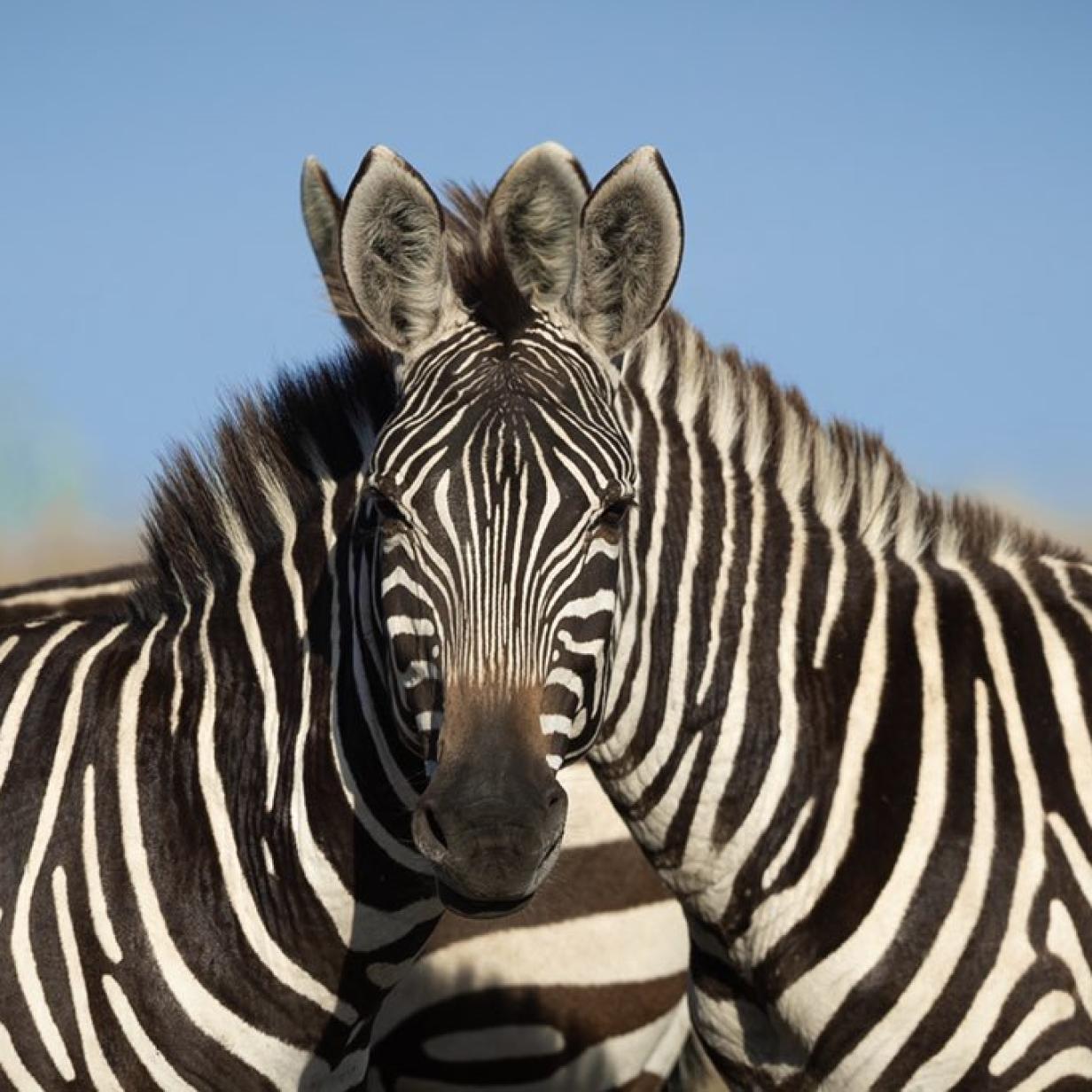 Optische Tauschung Welches Zebra Schaut In Die Kamera