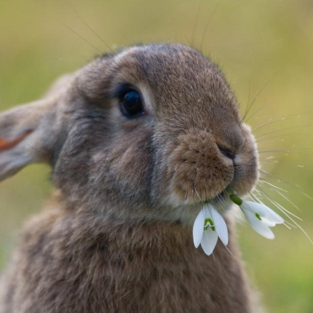 Und der Osterhase? Der nährt sichbekanntlich von Gemüse und Wiesenkräutern wie Kerbel oder Vogerlsalat. Früher trank er dazu am liebsten Veltliner oder duftende Gelbe Muskateller (Markus Huber: Gelber Muskateller 2012, ). Seit dem Boom der Natural (Orange) Wines (), hat er aber auch Gusto nach Amphorenweinen - zum Beispiel aus Slowenien und der Südsteiermark.