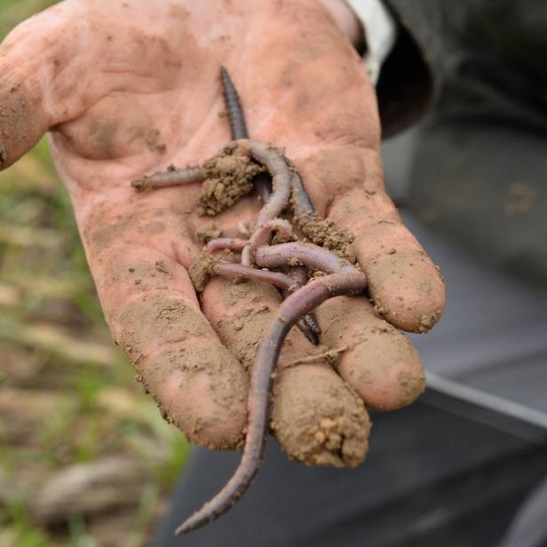 Wie entspannt das Leben als Regenwurm wohl wirklich ist?