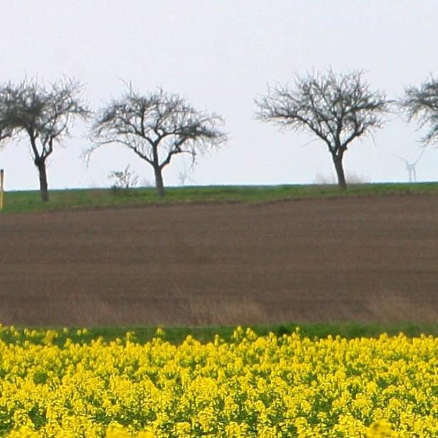 ARCHIV - Ein Auto fährt auf einer Landstraße bei Calbe/Saale an einem blühenden Rapsfeld vorbei (Archivoto vom 11.04.2007). Raps wurde noch im vergangenen Jahr verstärkt zur Biodiesel-Gewinnung angebaut. Sprit vom Acker galt als Alternative mit Zukunft. Inzwischen hat sich Ernüchterung breit gemacht. Biosprit ist umstritten, gilt als unrentabel und zu teuer. Foto: Peter Förster dpa/lah (zu Serie Landwirtschaft &quot;Unrentabel, zu teuer und umstritten - Biosprit in der Krise&quot; vom 24.03.2008) +++(c) dpa - Bildfunk+++